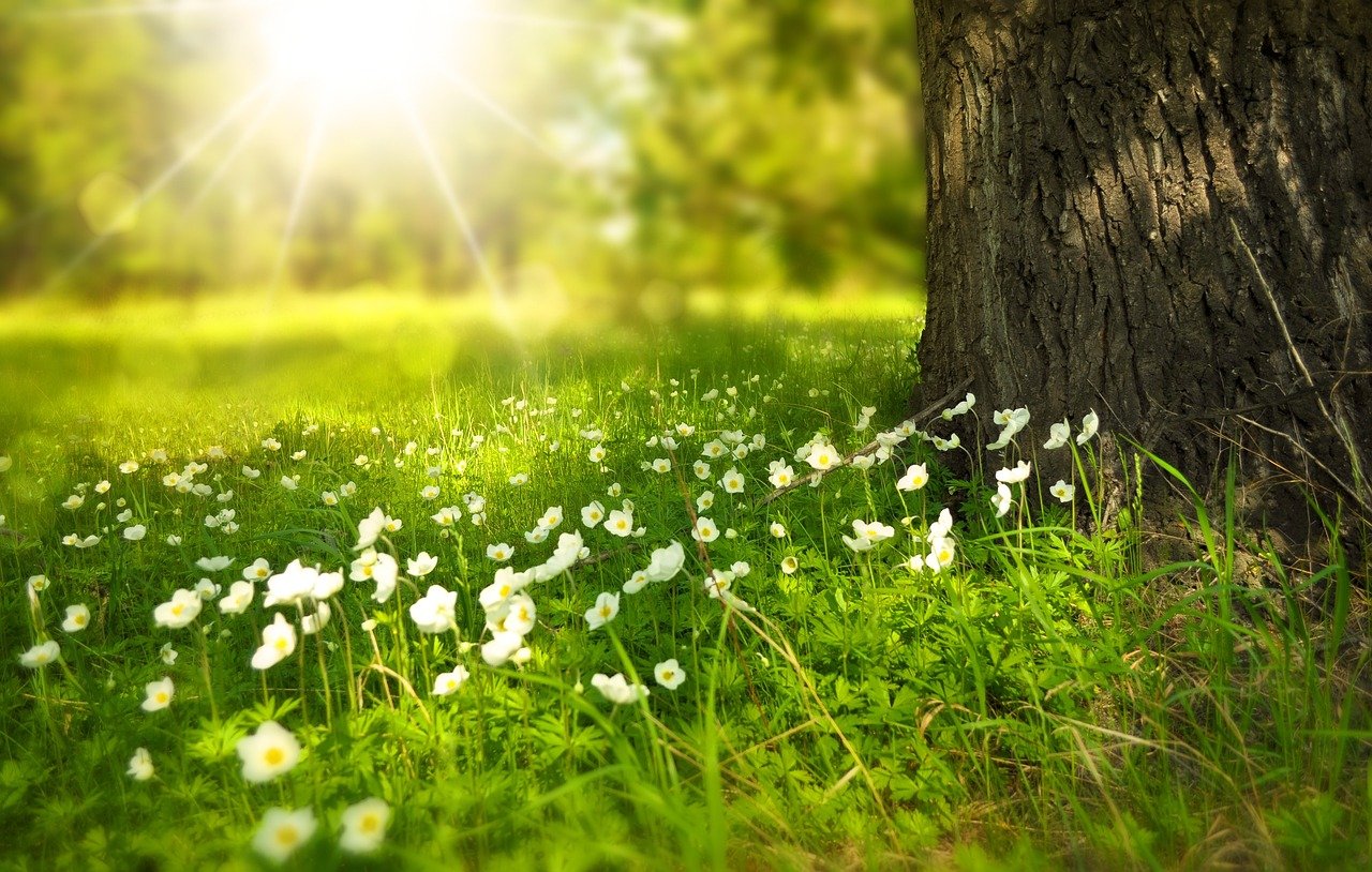 Photosynthesis Mechanism in Telugu